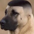 ElViscenzo